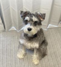 schnauzer READY FOR NEW HOME ( vidskelley@gmail.com )