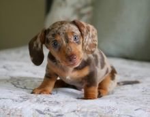sweet dachshund puppies for adoption (clintongreen269@gmail.com)