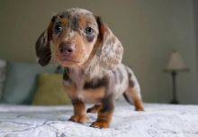 sweet dachshund puppies for adoption (clintongreen269@gmail.com))