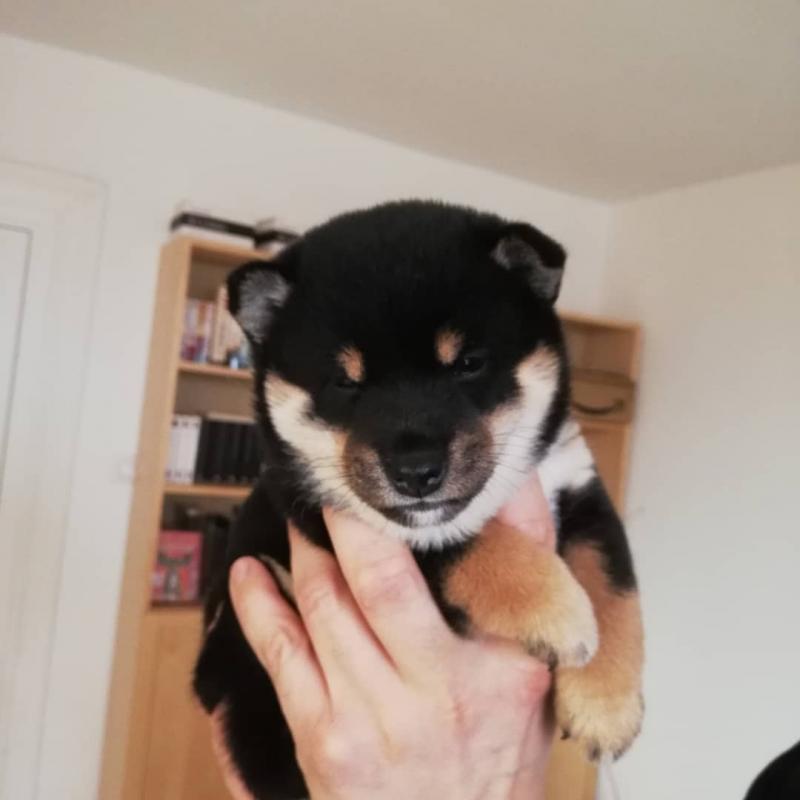 CUTE SHIBA INU (chenwibobo@gmail.com Image eClassifieds4u