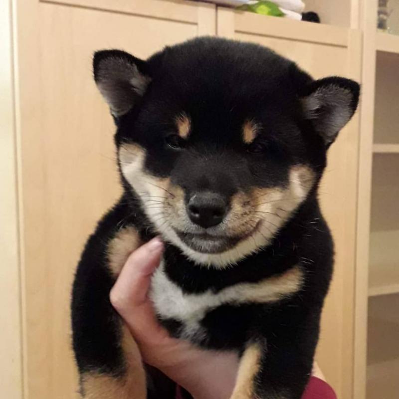 CUTE SHIBA INU (chenwibobo@gmail.com Image eClassifieds4u