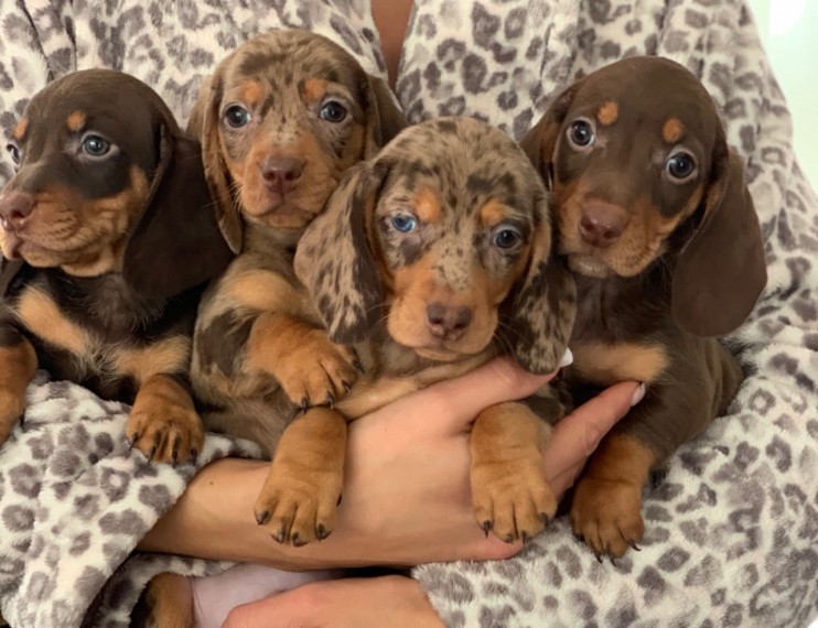 Dachshund puppies Available Standard & Miniature Male and Female Available Image eClassifieds4u