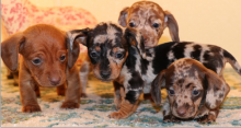 Dachshund puppies Available Standard & Miniature Male and Female Available Image eClassifieds4u 4