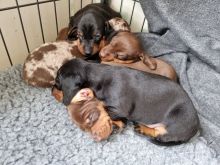 Dachshund puppies Available Standard & Miniature Male and Female Available Image eClassifieds4u 3