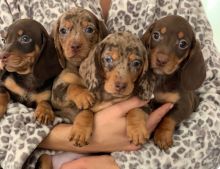 Dachshund puppies Available Standard & Miniature Male and Female Available Image eClassifieds4u 3