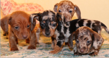 Standard and Miniature Dachshund puppies Available Image eClassifieds4u 4