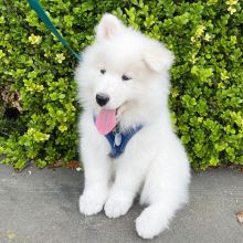 HOME TRAINED SAMOYED PUPPIES FOR ADOPTION ( kanegray552@gmail.com) Image eClassifieds4u 1