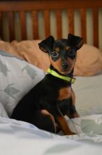 Miniature pinscher Puppies for adoption Email us ( dylanmilton225@gmail.com ) Image eClassifieds4U