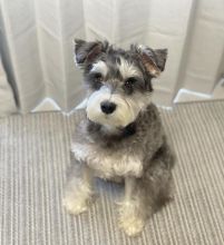 schnauzer READY FOR NEW HOME ( vidskelley@gmail.com ) Image eClassifieds4u 1