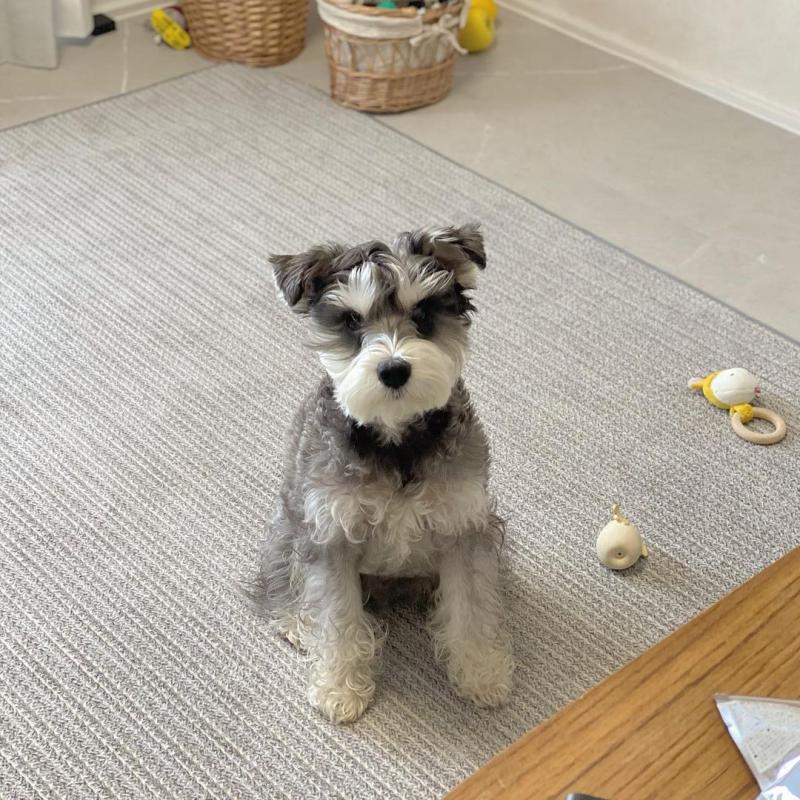 schnauzer READY FOR NEW HOME ( vidskelley@gmail.com ) Image eClassifieds4u