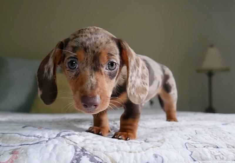 sweet dachshund puppies for adoption (clintongreen269@gmail.com)) Image eClassifieds4u