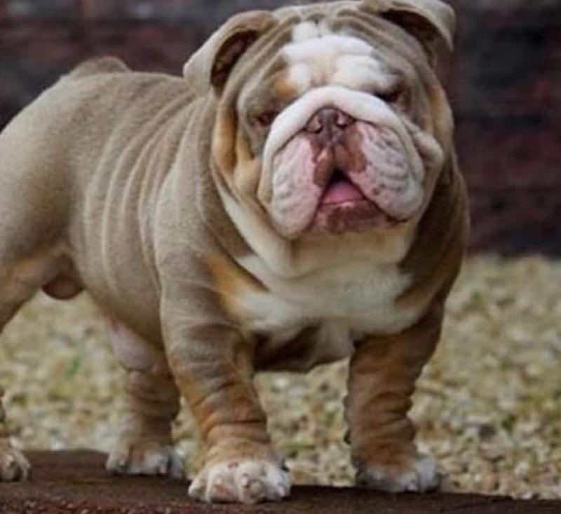Astounding Ckc English Bulldog Puppies Available Image eClassifieds4u