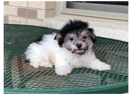 Eye-catching Ckc Havanese Puppies Available Image eClassifieds4u