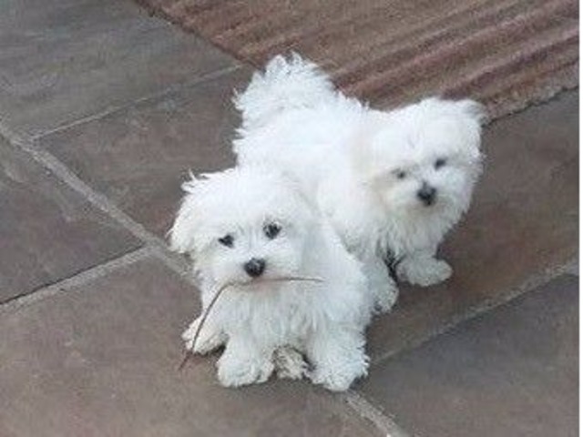 Lovely Maltese Puppies Image eClassifieds4u