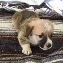 Astounding Ckc Pembroke Puppies Available