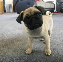 Astounding Ckc Pug Puppies Available