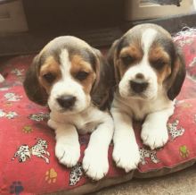 Ckc Beagle Puppies For Re-Homing Email at us [ mountjordan17@gmail.com ]