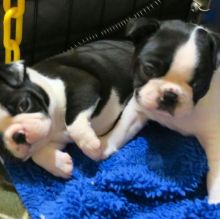 Ckc Boston Terrier Puppies Email at us [ mountjordan17@gmail.com ]