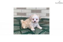 Energetic Ckc Maltipoo Puppies Available