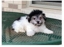 Eye-catching Ckc Havanese Puppies Available