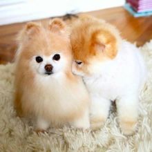 Fantastic Ckc Pomeranian Puppies Email at us [ mountjordan17@gmail.com ]