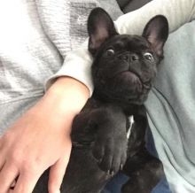 French Bulldog Puppies Ready Ckc Email at us [ mountjordan17@gmail.com ]