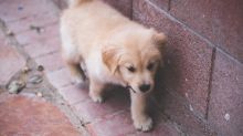 Kc Golden Retriever Puppies