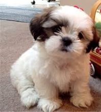 Kc Registered Shih Tzu Puppys