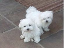 Lovely Maltese Puppies