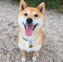 Smart Ckc Shiba Inu Email at us [ mountjordan17@gmail.com ]