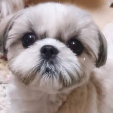 Adorable   Ckc Shih Tzu Puppies Available