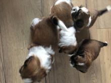 Adorable Male And Female Shih Tzu Puppies**text for more information.-- text us ‪(405) 283-6382‬