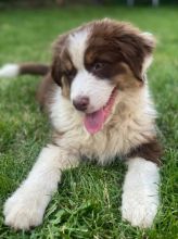 Australian Shepherd Puppies ---text for more information.-- text us ‪(405) 283-6382‬