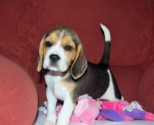 Beagle Puppies Kc Reg