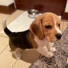Beagle puppies ready for a new home