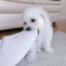 beautiful Bichon frise puppies ready for a new home