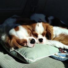 beautifull King cavalier puppies ready for a new home