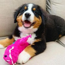 Bernese Mountain puppies for adoption (blenscott3@gmail.com)