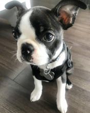 Boston Terrier Puppies Available