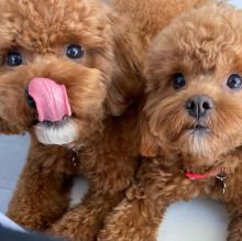 cavapoo PUPPIES ( peteralex65020@gmail.com )