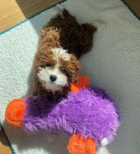 cavapoo puppies ready for a new home