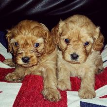 cavapoo puppies ready going for a new home