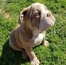 Ckc English Bulldog Puppies Email at us [ mountjordan17@gmail.com ]