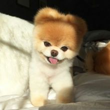 Ckc Pomeranian Puppies Email at us [ mountjordan17@gmail.com ]