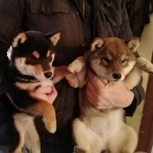 CUTE SHIBA INU (chenwibobo@gmail.com)