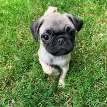 Distinguish Pug puppies for adoption