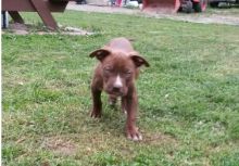 Energetic Ckc Bull Terrier Puppies Available For Adoption