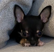 Energetic Ckc Chihuahua Puppies Available