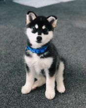 Energetic Ckc pomsky Puppies Available