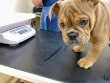 English bulldog puppies for adoption